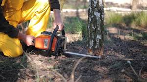 Best Tree Maintenance Programs  in Stallion Springs, CA